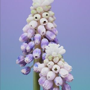 Meet your Posher, Ruth